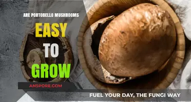 Growing Portobello Mushrooms: Simple Steps for a Bountiful Harvest