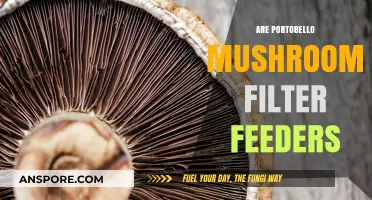 Do Portobello Mushrooms Filter Feed? Unveiling Their Unique Nutrient Absorption