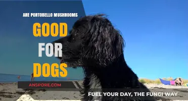 Can Dogs Eat Portobello Mushrooms? Benefits and Risks Explained