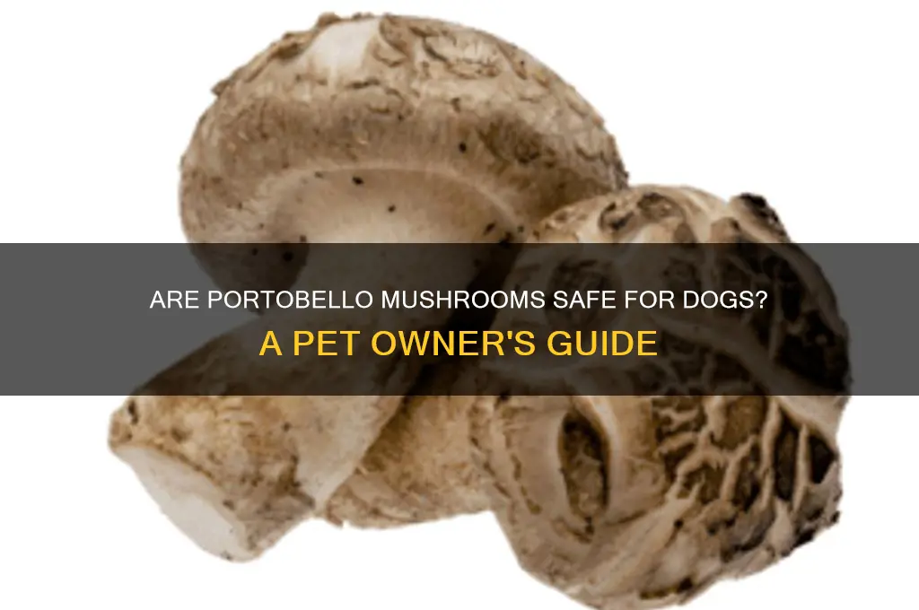 are portobello mushrooms poisonous to dogs