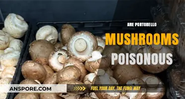 Are Portobello Mushrooms Poisonous? Debunking Myths and Facts