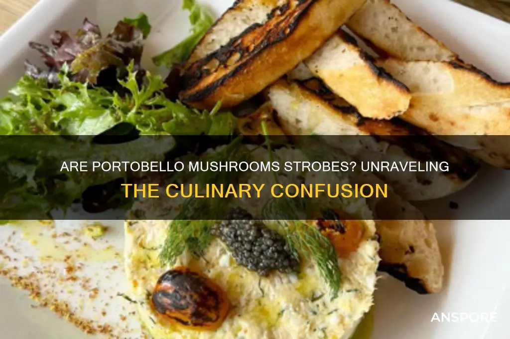 are portobello mushrooms satrobes