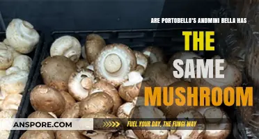 Portobello vs. Mini Bella: Are These Mushrooms Truly the Same?