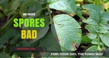 Are Potato Spores Harmful? Uncovering the Truth About Potato Mold
