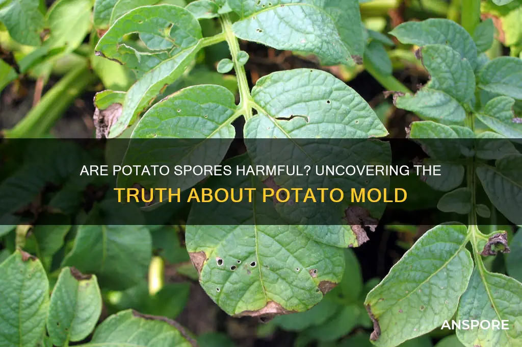 are potato spores bad