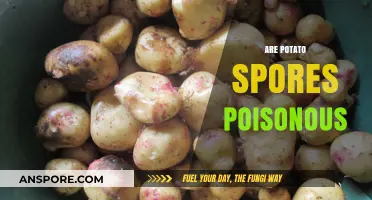 Are Potato Spores Poisonous? Uncovering the Truth About Potato Safety