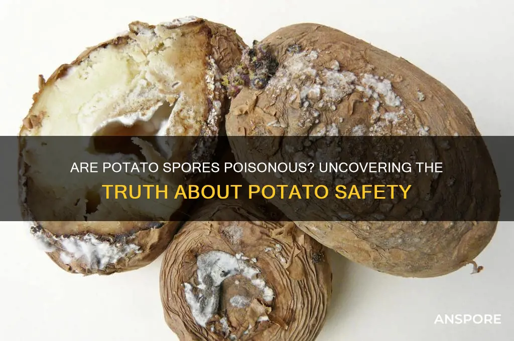 are potato spores poisonous