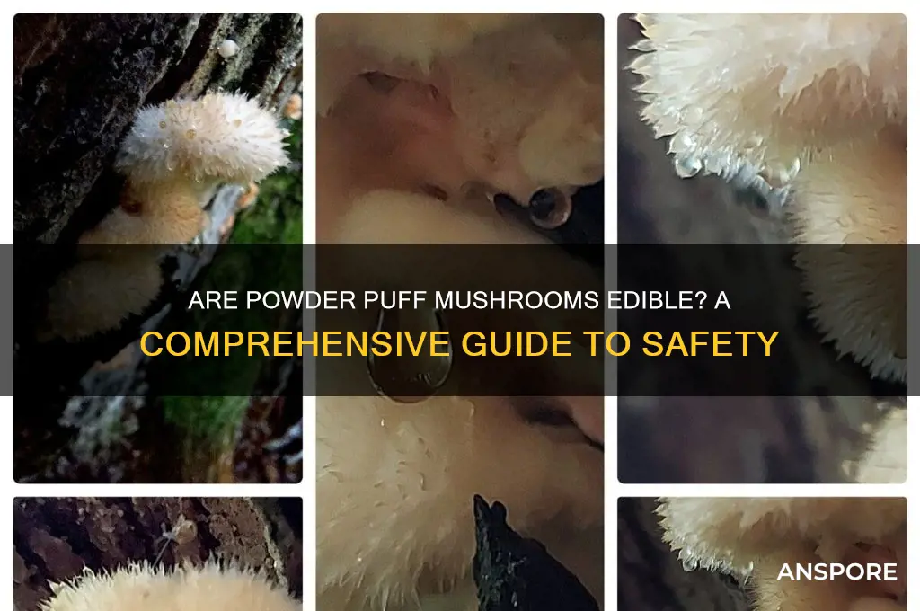 are powerder puff mushrooms edible