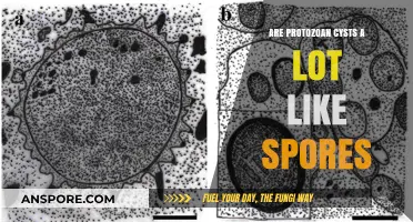 Protozoan Cysts vs. Spores: Unraveling Their Striking Similarities and Differences