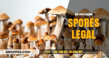 Are Psilocybin Spores Legal? Understanding the Current Laws and Regulations