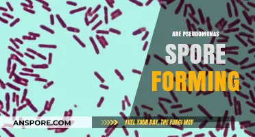 Are Pseudomonas Spore-Forming? Unraveling the Truth About This Bacterium