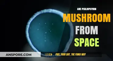 Mushrooms from Space: The Psilocybin Mystery
