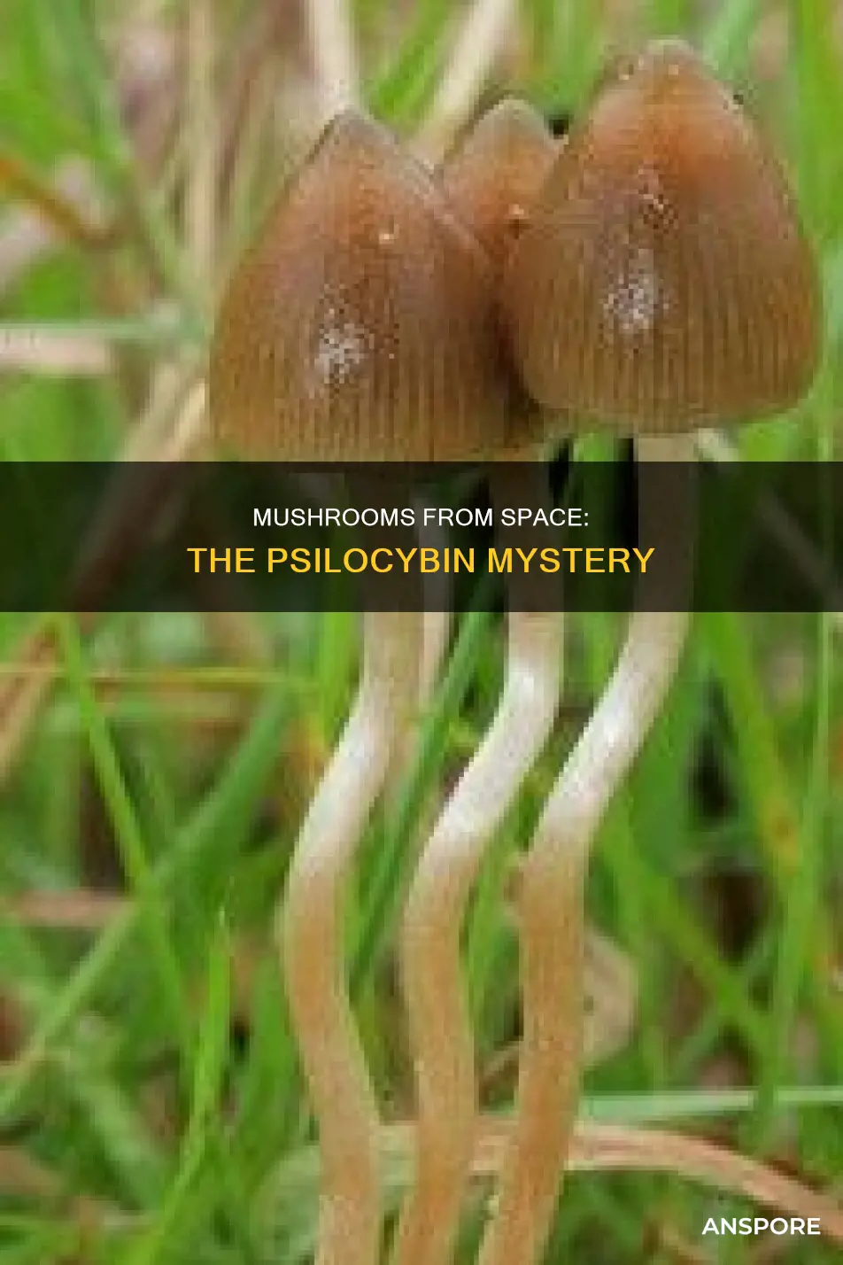 are psiliopsybin mushrooms from space