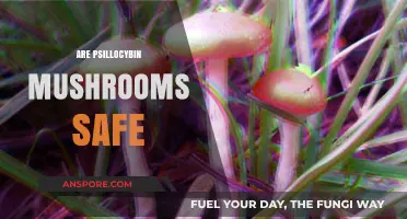 Psychedelic Mushroom Safety: What You Need to Know