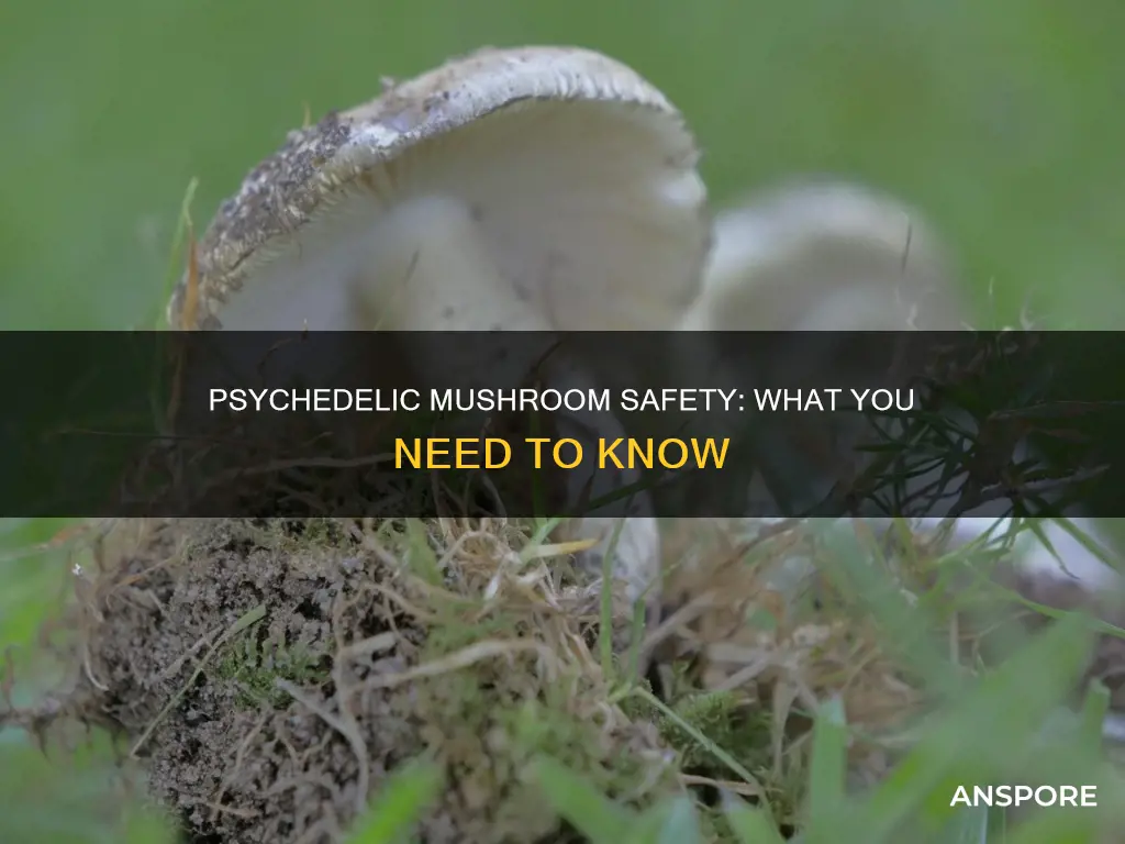 are psillocybin mushrooms safe