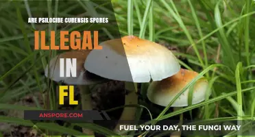 Are Psilocybe Cubensis Spores Illegal in Florida? Legal Insights