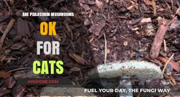 Magic Mushrooms and Cats: Safe or Not?