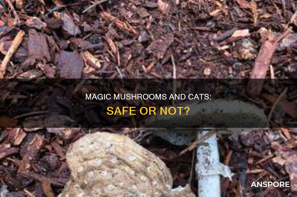 are psilocubin mushrooms ok for cats