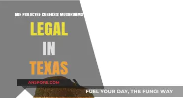 Psilocybe Cubensis Legality in Texas: What You Need to Know