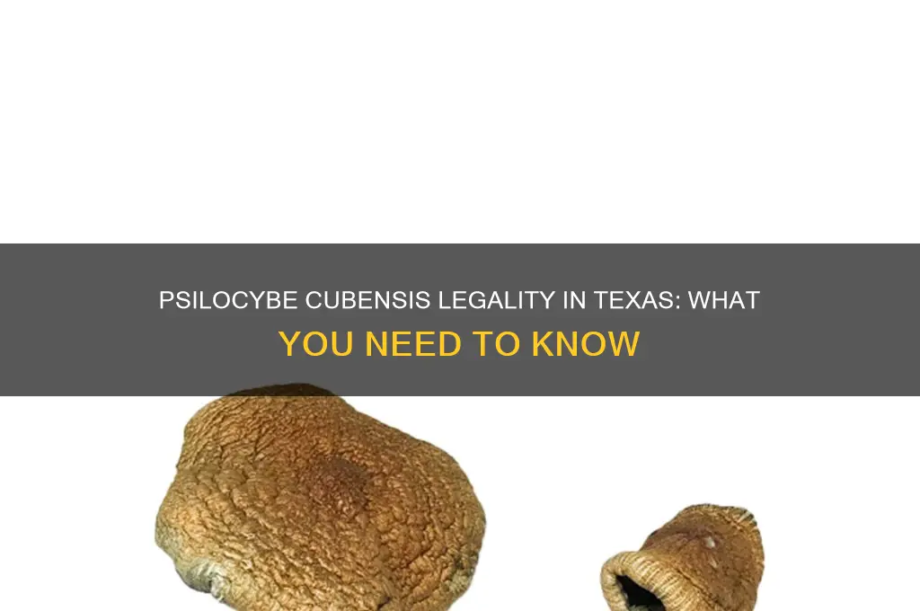 are psilocybe cubensis mushrooms legal in texas