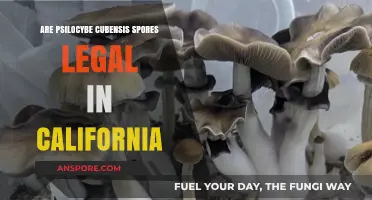 Are Psilocybe Cubensis Spores Legal in California? A Guide