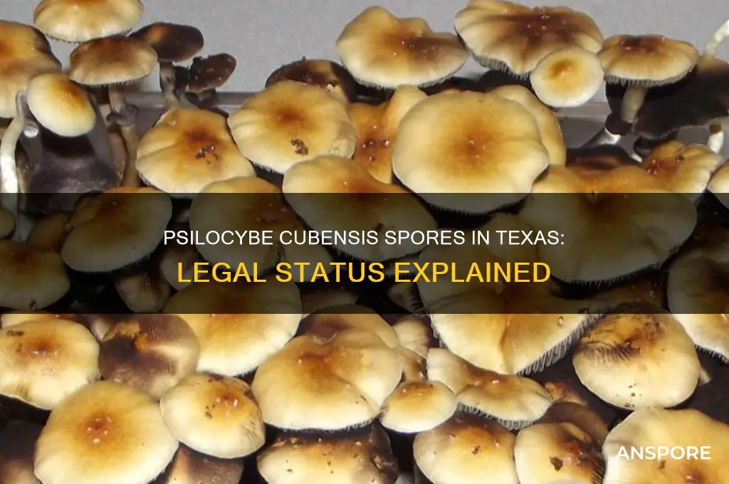 are psilocybe cubensis spores legal in texas