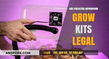 Are Psilocybe Mushroom Grow Kits Legal? Exploring the Legal Landscape