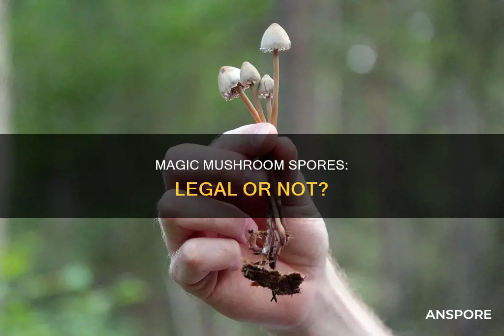 are psilocybe mushroom spores illegal