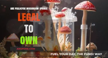 Are Psilocybe Mushroom Spores Legal to Own? Exploring the Law
