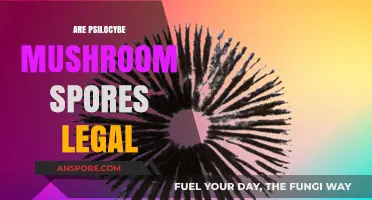Are Psilocybe Mushroom Spores Legal? Understanding the Legal Landscape