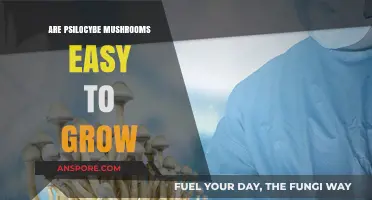 Growing Psilocybe Mushrooms: Simple or Complex Cultivation Journey?