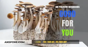 Exploring the Health Benefits of Psilocybe Mushrooms: Are They Good for You?