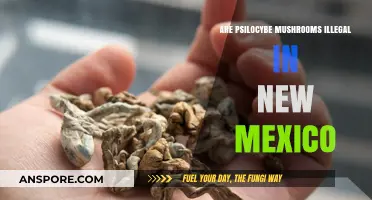 Psilocybe Mushrooms: New Mexico's Legal Status Explored
