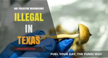 Texas Shroom Laws: Are Psilocybe Mushrooms Illegal?