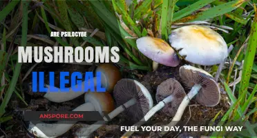 Magic Mushrooms: Legal or Not?