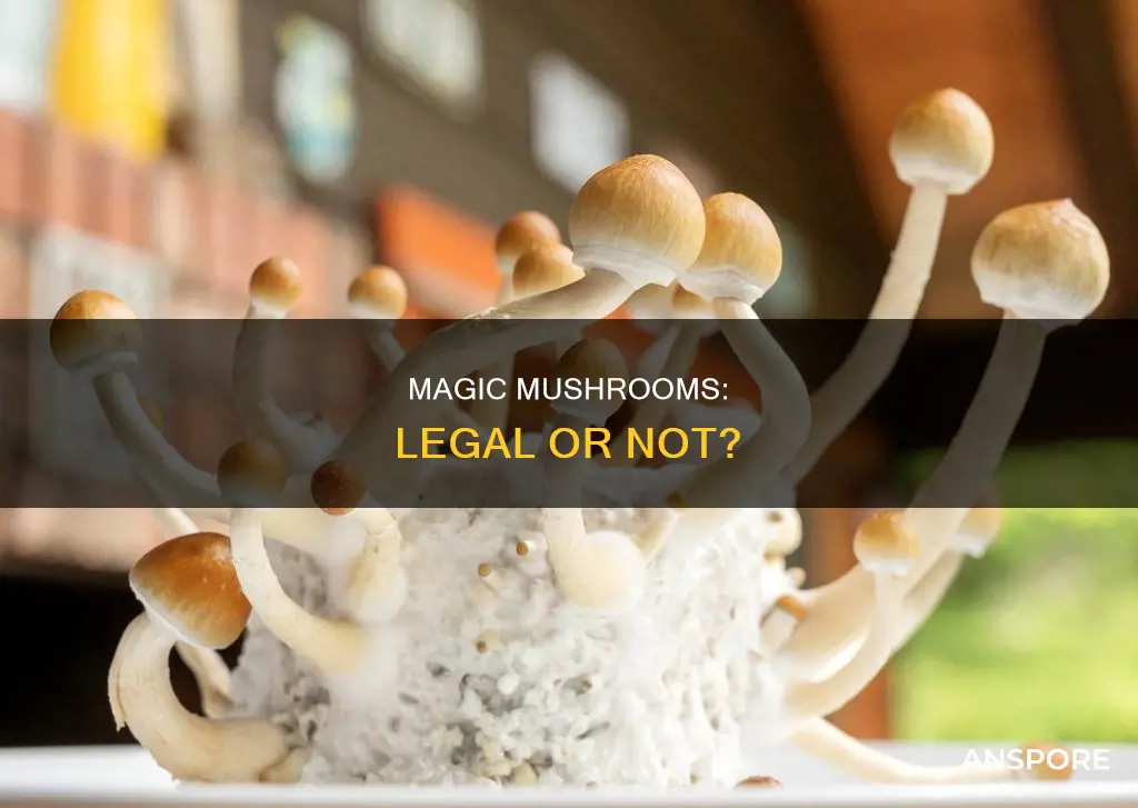 are psilocybe mushrooms illegal