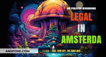 Are Psilocybe Mushrooms Legal in Amsterdam? A Comprehensive Guide