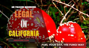 Are Psilocybe Mushrooms Legal in California? Current Laws Explained