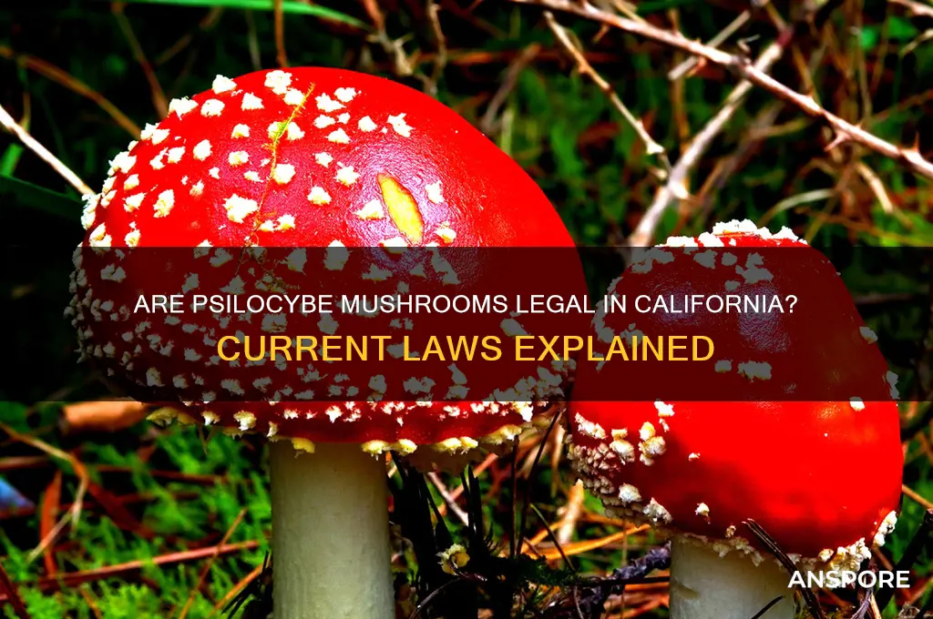 are psilocybe mushrooms legal in california