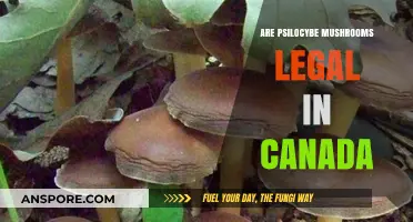 Are Psilocybe Mushrooms Legal in Canada? Current Laws Explained