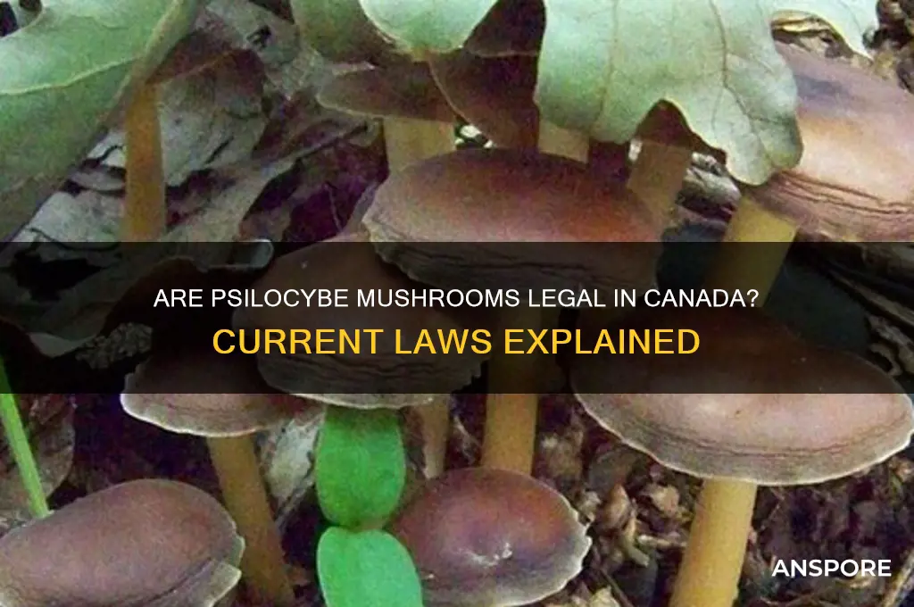 are psilocybe mushrooms legal in canada