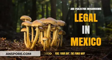 Are Psilocybe Mushrooms Legal in Mexico? Exploring Current Laws