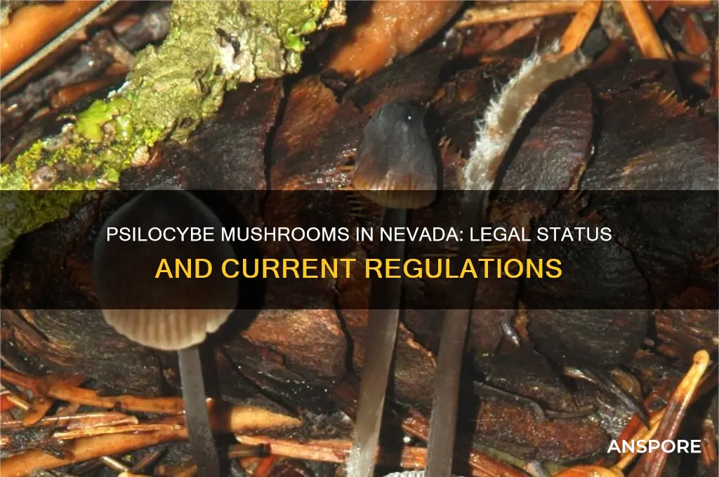 are psilocybe mushrooms legal in nevada