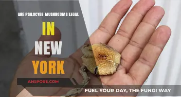 Are Psilocybe Mushrooms Legal in New York? Current Laws Explained
