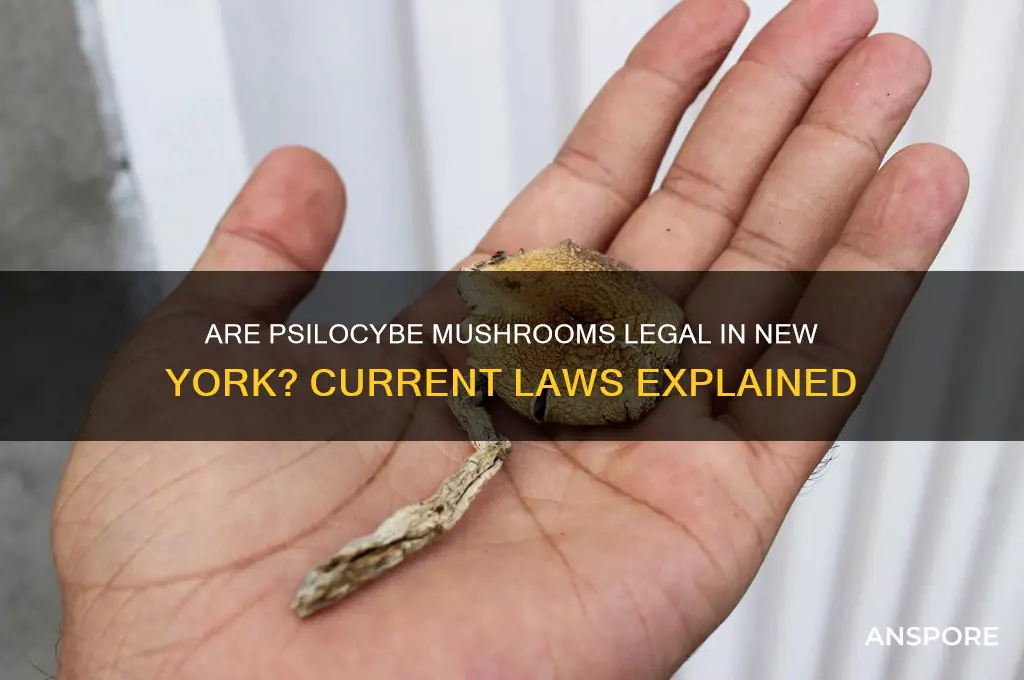 are psilocybe mushrooms legal in new york
