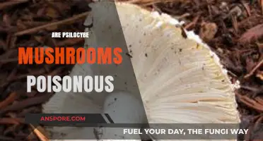 Are Psilocybe Mushrooms Poisonous? Debunking Myths and Understanding Risks