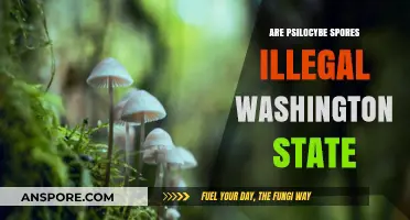 Are Psilocybe Spores Illegal in Washington State? Legal Insights