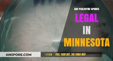 Are Psilocybe Spores Legal in Minnesota? Understanding Current Laws