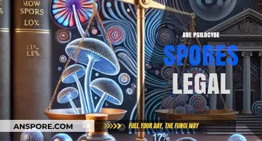Are Psilocybe Spores Legal? Exploring the Legal Landscape and Implications