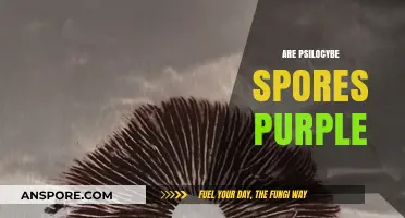 Are Psilocybe Spores Purple? Unveiling the Truth About Mushroom Spores